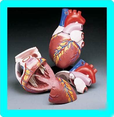 New * giant human heart anatomical anatomy model cardiac