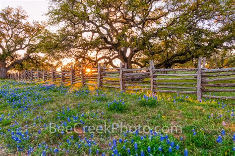 Bluebonnet Sunset Glow