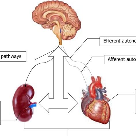 Afferent Vs Efferent