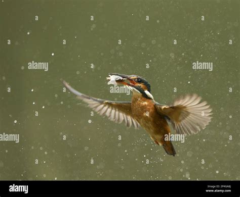 Common Kingfisher Alcedo Atthis Adult Female In Flight Emerging