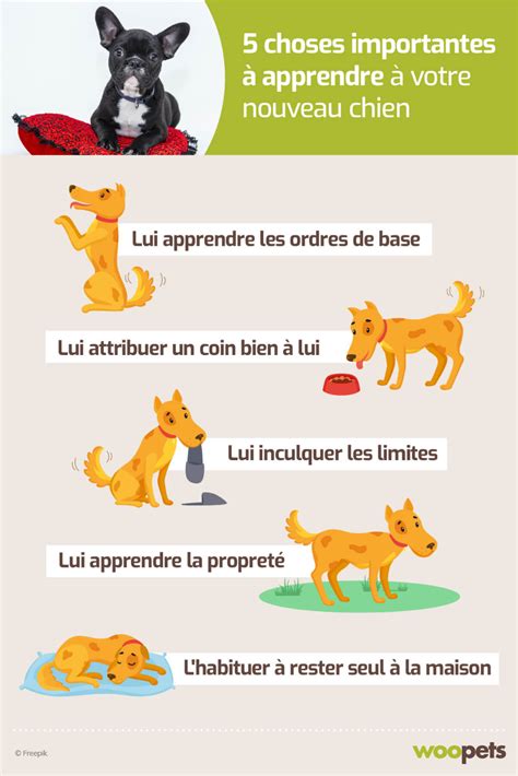 5 choses importantes à apprendre à votre nouveau chien Astuces d