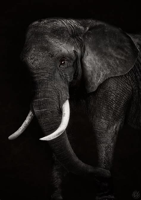 Graceful Giants Stunning And Timeless Black And White Elephant Photos