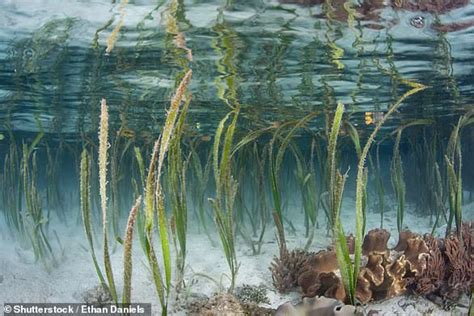 World S Largest Plant Is An Australian Seagrass Meadow That Stretches More Than 100 Miles