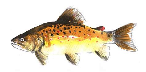 catch  fish brown trout brown trout salmo trutta  anglers