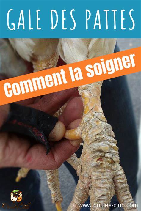 Gale Des Pattes Chez Les Poules Comment La Soigner Artofit