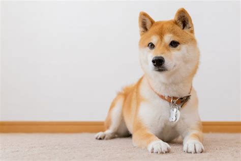 Shiba Inu Breed Characteristics Care And Photos Bechewy