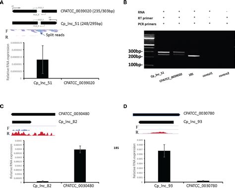 Frontiers Analysis Of Long Non Coding Rna In Cryptosporidium Parvum