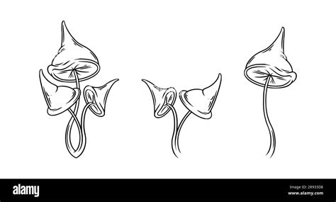 Poison Mushrooms Set Psychedelic Mushrooms For Wicca Rituals Vector