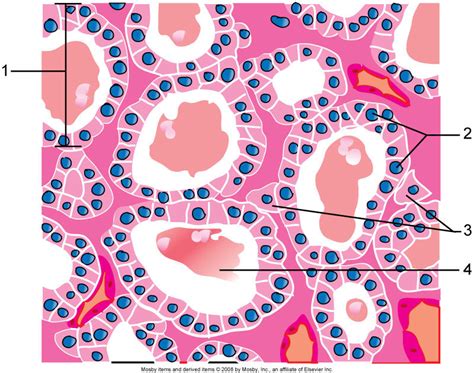 Cell Diagram Diagram Quizlet