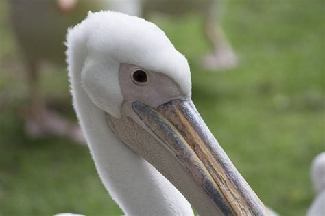 Kostenlose Bild weißer Pelikan Vogel Natur Porträt Tierwelt