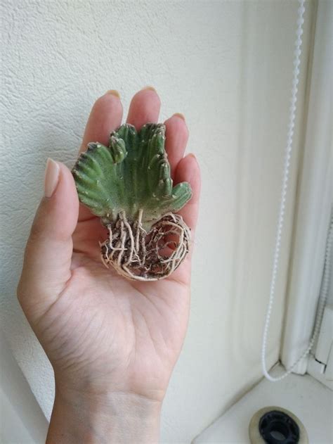 A Hand Holding A Small Green Plant With Roots In It S Center Next To A