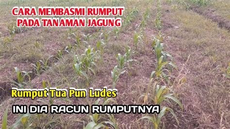 Cara Membasmi Rumput Pada Tanaman Jagung Rumput Tua Mati Tanpa Ampun