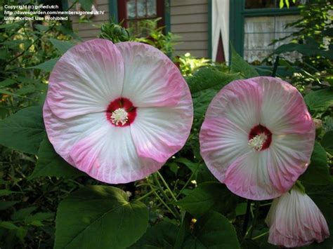 Plantfiles Pictures Hardy Hibiscus Rose Mallow Swamp Mallow Luna Blush Hibiscus Moscheutos