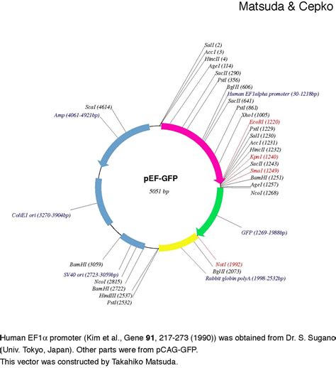 Addgene Pef Gfp