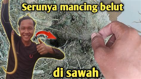 Keseruan Mancing Belut Monster Di Sawah Youtube