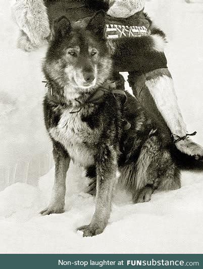 The sled dog Togo who was deemed the most heroic animal in history - FunSubstance