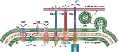 The Outer Membrane Vesicles Secretion System Type Zero Guerrero