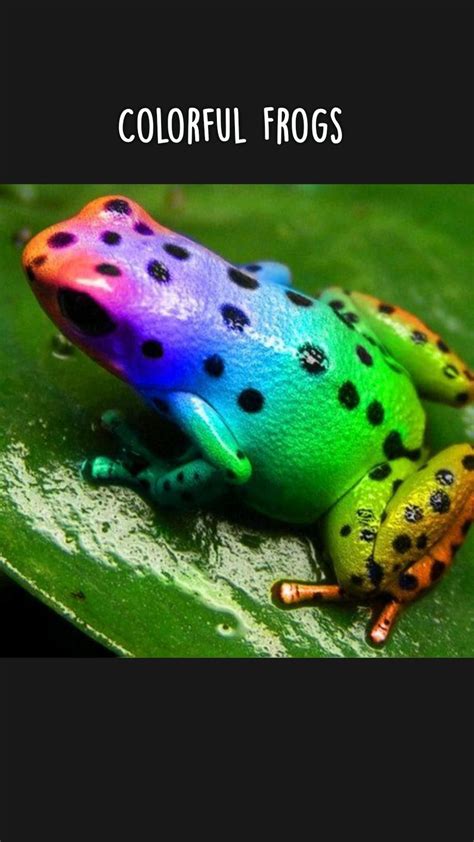 Colorful frogs – Artofit