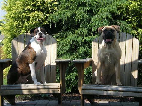 Boxer And Bullmastiff Chester And Stella Hanging Out On The Patio Bull