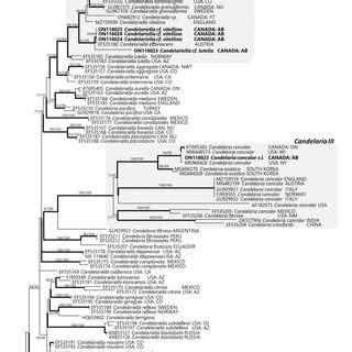 The Maximum Likelihood Tree Of Candelariaceae Species Based On Nrits