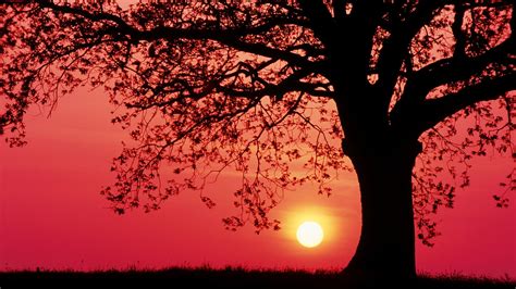 Trees Silhouette Sunset