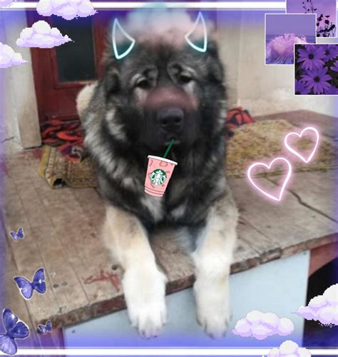 #aesthetic dog | Dogs, Dog images, Animals