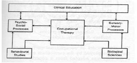 Total Imagen Modelo Del Neurodesarrollo En Terapia Ocupacional