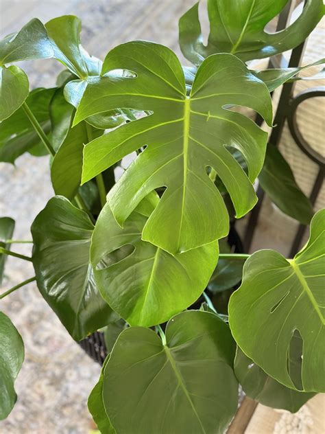 The Best Fertilizer For Monstera Deliciosa And Adansonii Celebrated Nest