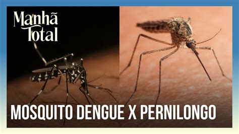 As Principais Diferen A Entre Mosquito Da Dengue E Pernilongo Balan O