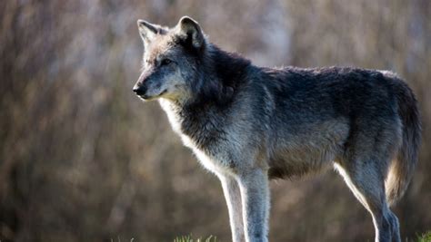 Wolf Sighting In Nevada First Since 1922 Refuge Forums