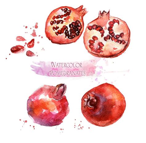 Watercolor Pomegranates Stock Illustrations Watercolor