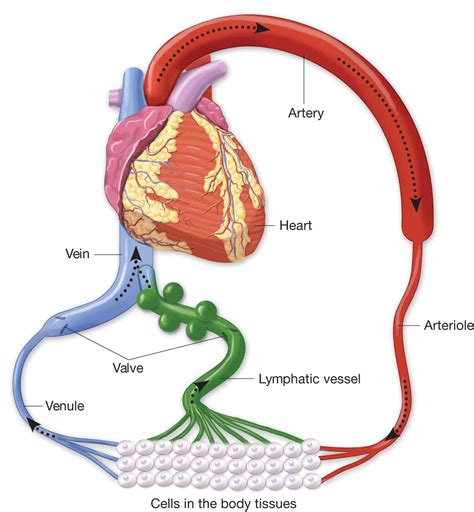 Block Diagram Lymph Flow Lymphatic Drainage Laminated Anatom