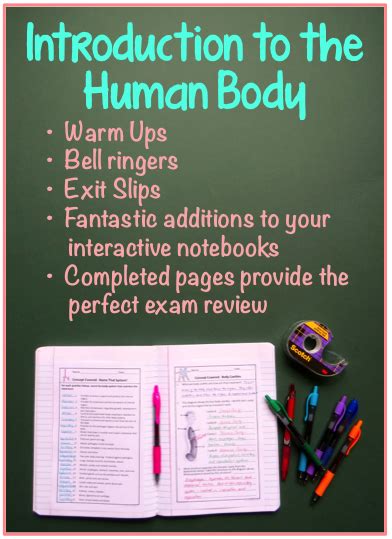 Amy Brown Science Human Body Interactive Notebook Pages A Teaching