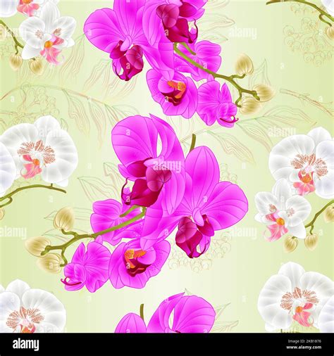 Seamless Texture Stems Orchids Phalaenopsis White And Purple Flowers