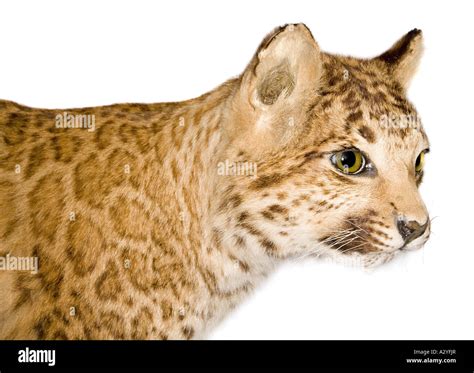 A puma leopard hybrid Stock Photo - Alamy