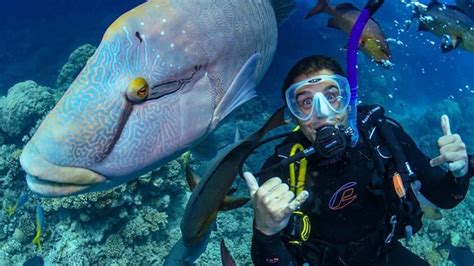 Certified Shark Dive Tour 1 Night Great Barrier Reef Departing