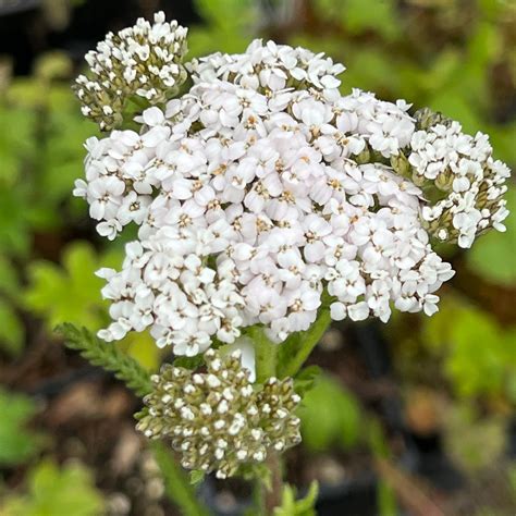 Achillea Millefolium Var Occidentalis Western Yarrow Green Seed