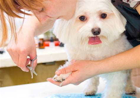 Pet Grooming School In Toms River NJ - Pet Grooming School