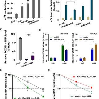 Kiaa Installed The M A Modification Of Foxm Mrna To Enhance Its