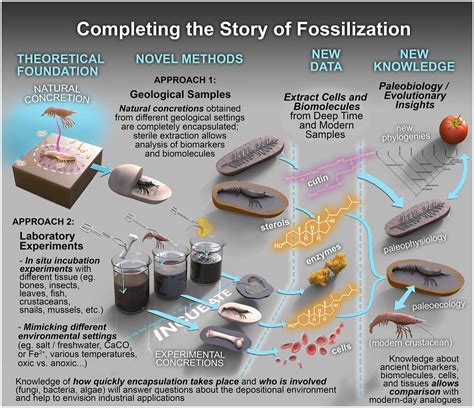 Frontiers Microbially Mediated Fossil Concretions And Their