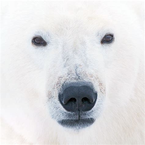 Photo Of The Day Sean Crane Photography Blog Polar Bear Face Polar