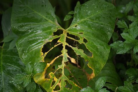 Hoja Naturaleza Verde Foto Gratis En Pixabay Pixabay