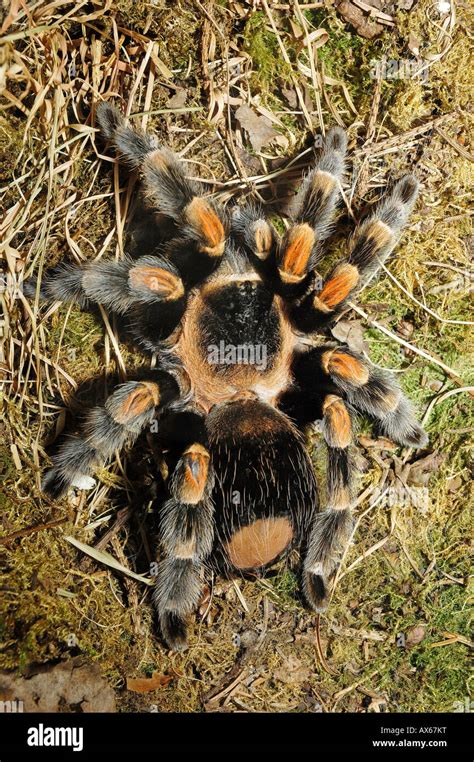 Mexican Redknee Tarantula Stock Photo Alamy