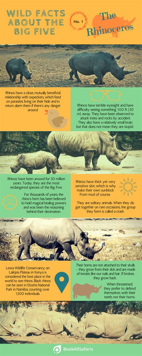 Wild Facts About the Big Five: No. 1 – the Rhinoceros [Infographic] - BookAllSafaris.com