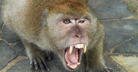 Monkey Teeth: Everything You Need to Know - IMP WORLD