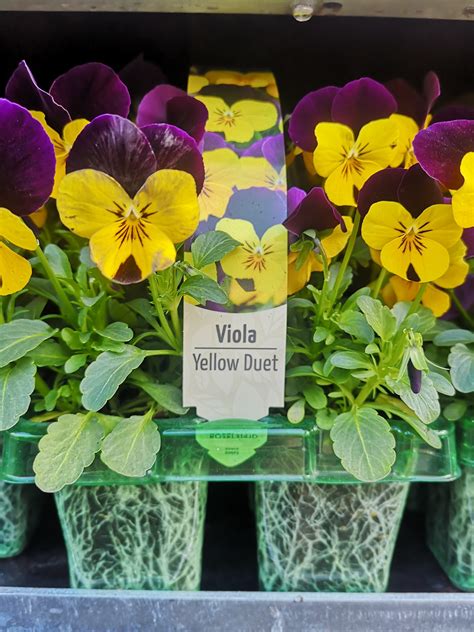 Viola Yellow Duet Petes Fruit And Veg