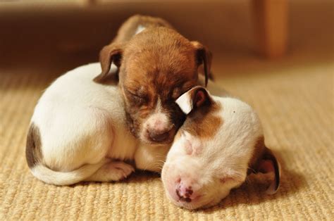 Cute Brown Pitbull Puppies Wallpaper