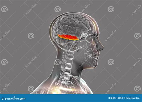 Human Brain In Body With Highlighted Inferior Temporal Gyrus Stock