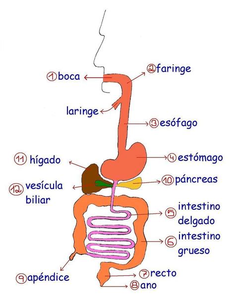 Yaiiii Esquema Del Sistema Digestivo Medicine School Map