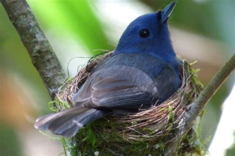 Endemic Birds in Sri Lanka